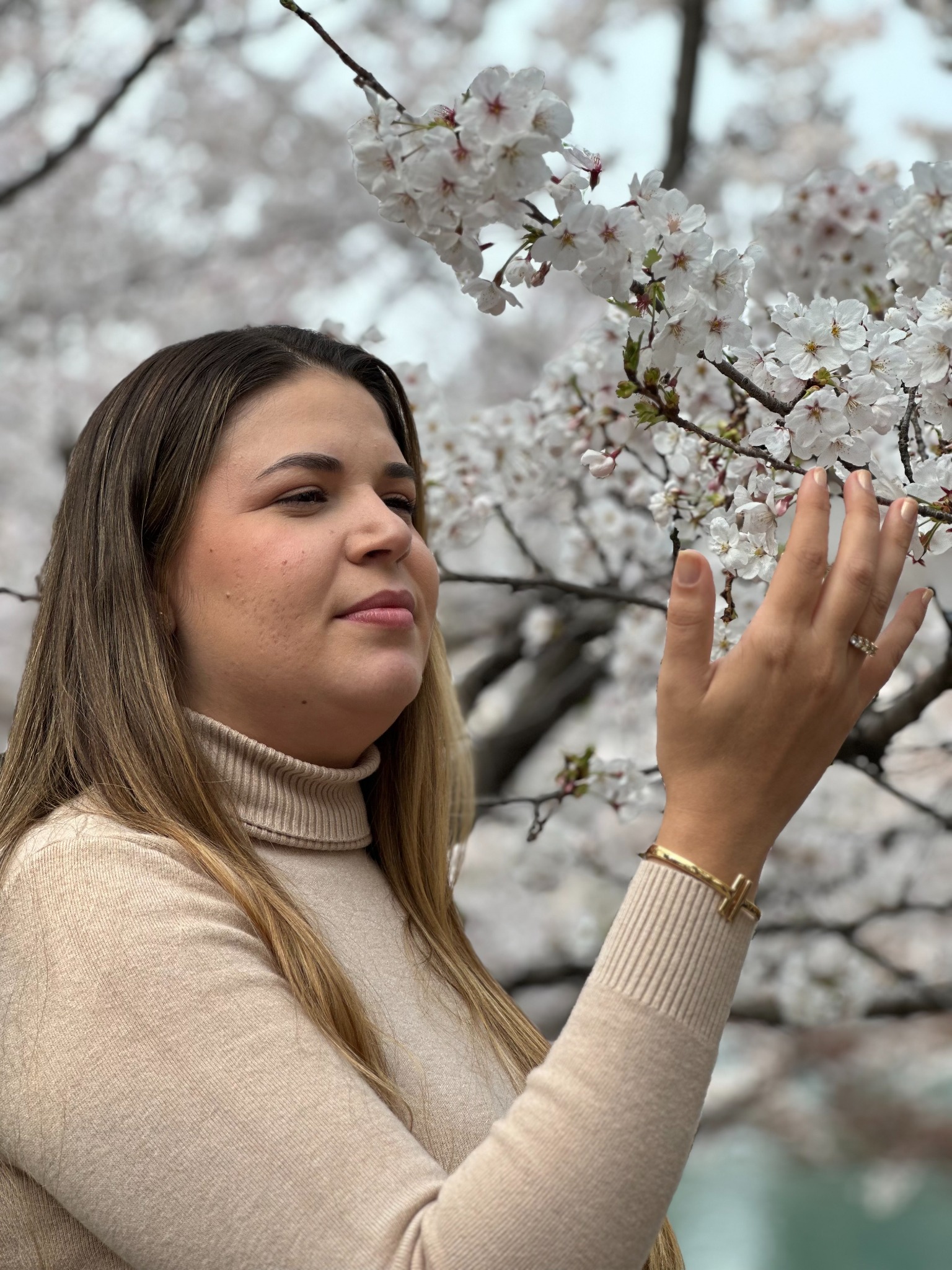 Viajante contemplando cerejeiras em flor em Seul