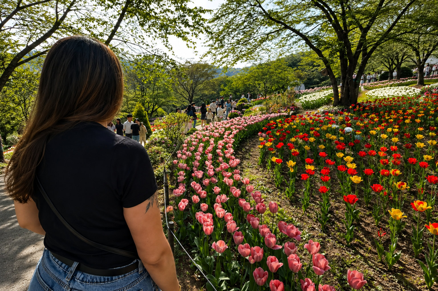 Viajante caminhando entre tulipas durante a primavera coreana